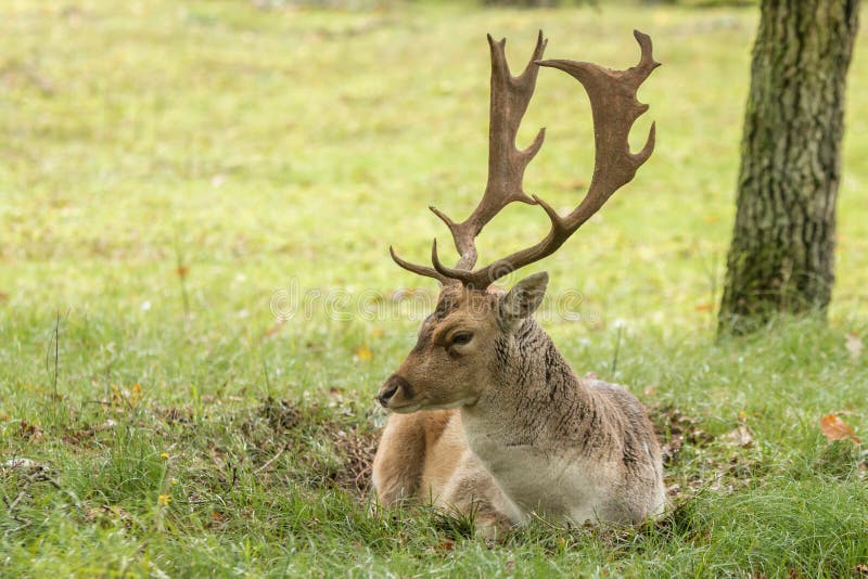Majestic Adult Male Fallow Deer Stag Stock Photo - Image of look ...