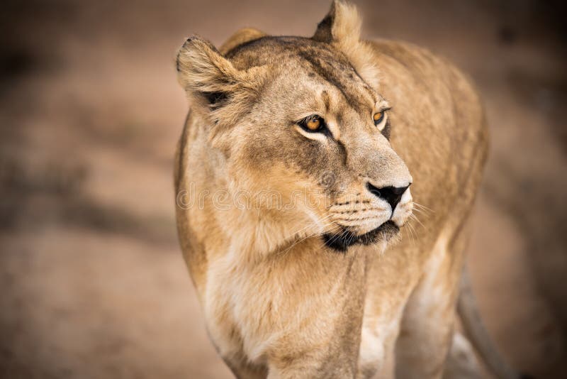 556 Lioness Queen Stock Photos  Free  RoyaltyFree Stock Photos from  Dreamstime