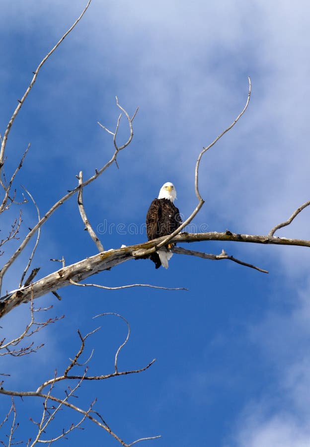 Majestic Bald Eagle