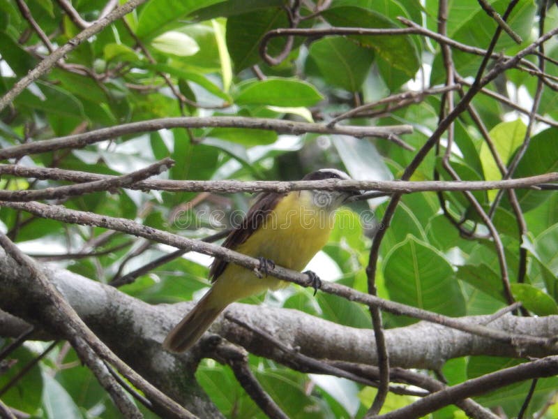 Majestic bird. Amazonas, landscaped.