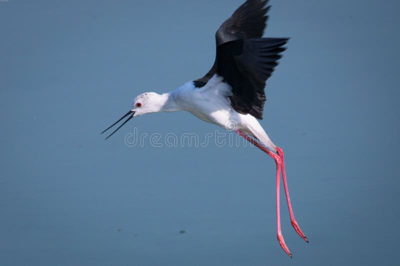 Majestic Blackwinged Stilt Bird Soaring in the Sky Stock Image Image