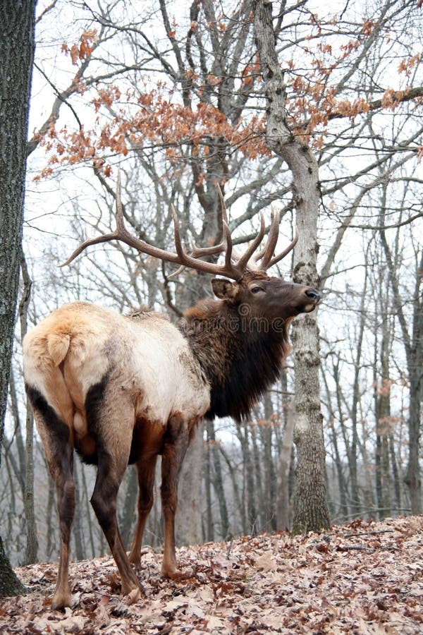 Majestic bull