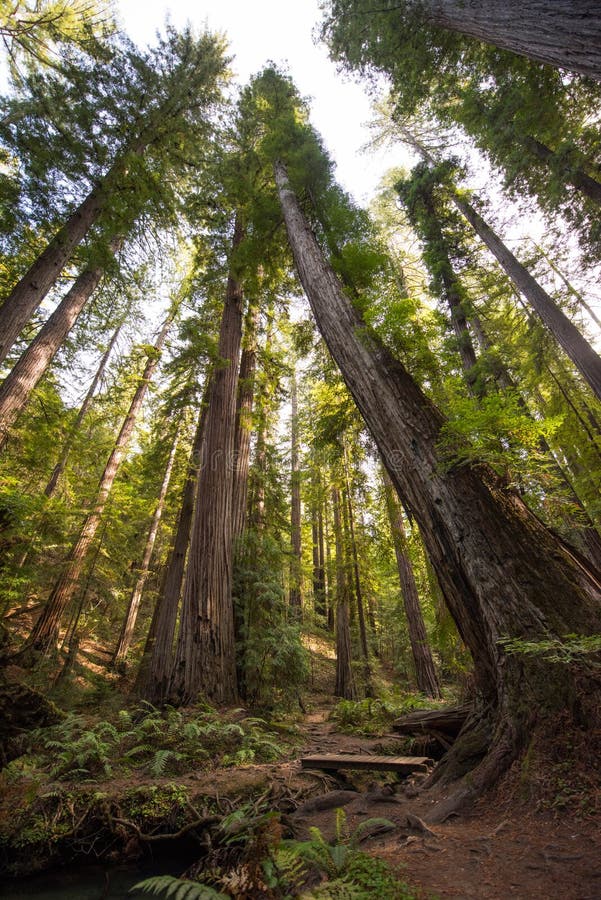 Majestic California redwoods