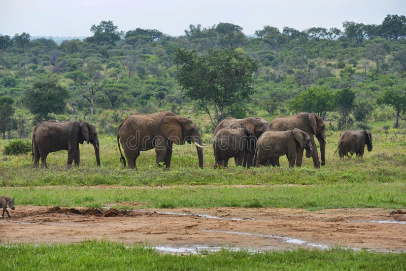 Majestic Elephants Grazing in Lush African Savannah Landscape stock photos