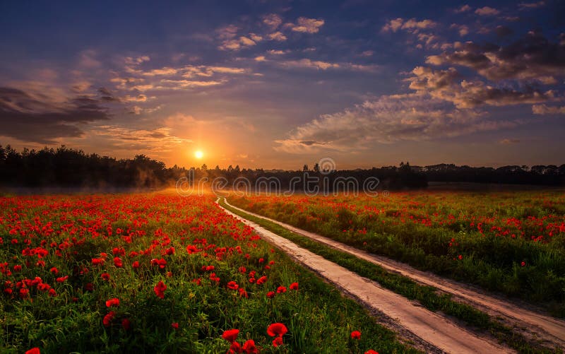 Majestic foggy sunrise over the poppy field. road to sunset