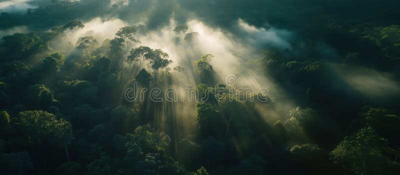 Majestic forest landscape with sunlight rays piercing through misty canopy stock image