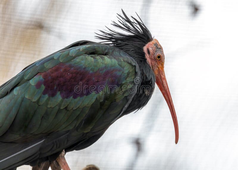 Northern Bald Ibis (Geronticus Eremita) Outdoors Stock Photo - Image of