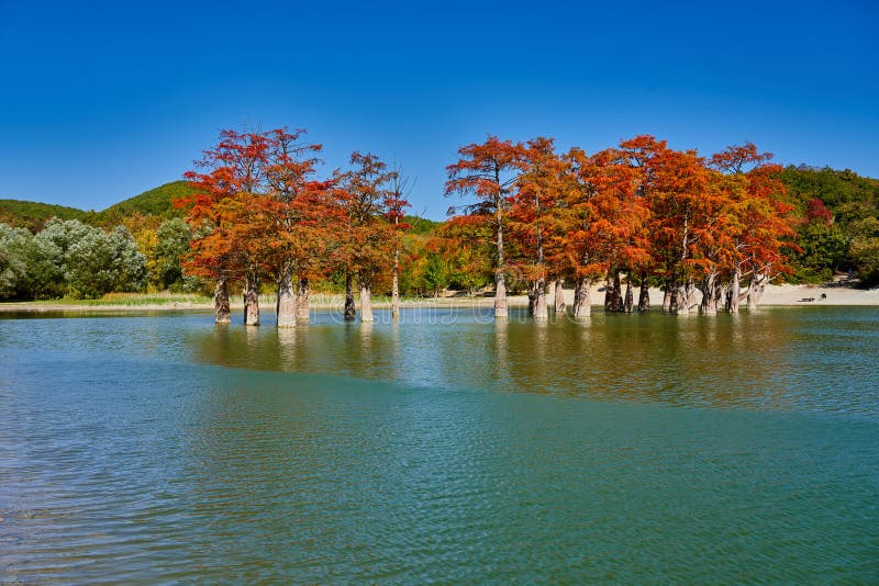 Majestic golden Taxodium distichum stand in a gorgeous lake against the backdrop of the Caucasus mountains in the fall. Autumn. Oc stock images Majestic golden Taxodium distichum stand in a gorgeous lake against the backdrop of the Caucasus mountains in the fall. Autumn. Oc stock images