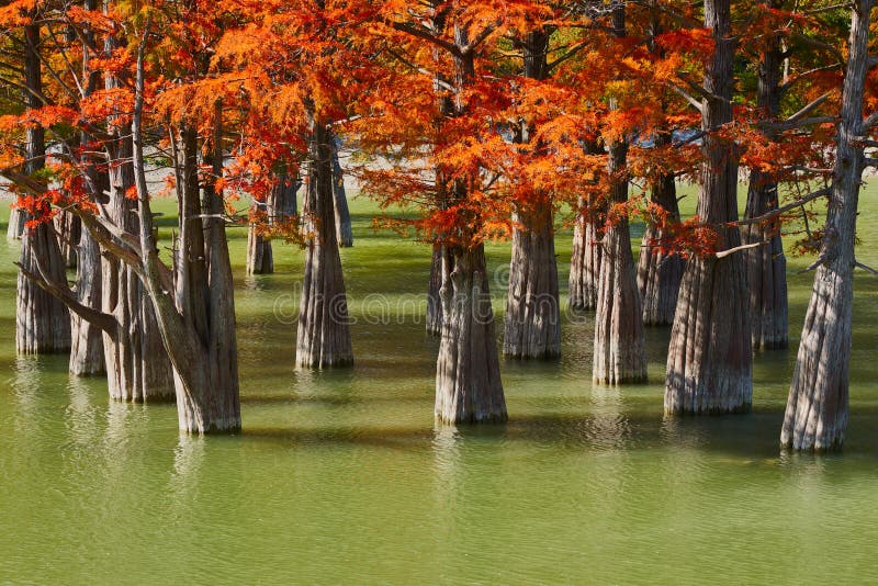Majestic golden Taxodium distichum stand in a gorgeous lake against the backdrop of the Caucasus mountains in the fall. Autumn. Oc stock photos Majestic golden Taxodium distichum stand in a gorgeous lake against the backdrop of the Caucasus mountains in the fall. Autumn. Oc stock photos