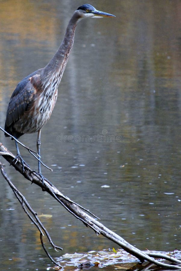 Majestic Great Blue Heron