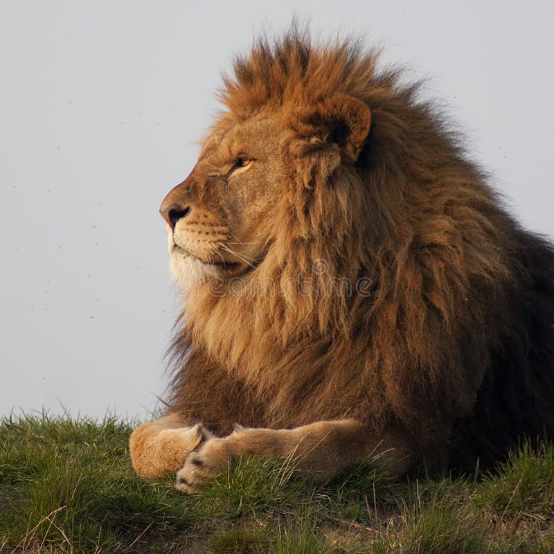 190 Majestic Lion Free Stock Photos Stockfreeimages