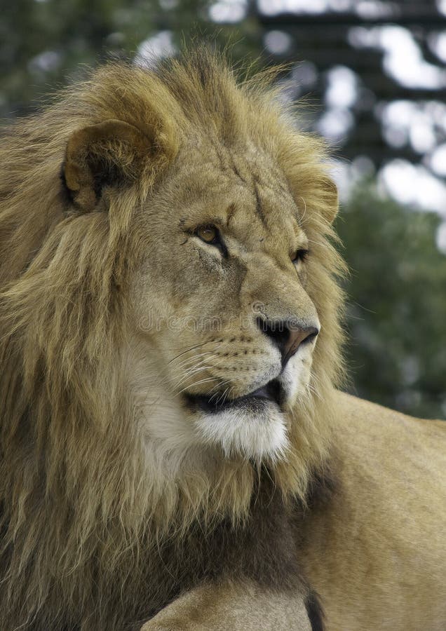 Lions are unique in that they are the only cats to live in groups (prides). The male lion is also the only cat to have a mane, giving it a regal appearance that has earned it the title of 'king of the beasts'. Lions are unique in that they are the only cats to live in groups (prides). The male lion is also the only cat to have a mane, giving it a regal appearance that has earned it the title of 'king of the beasts'.