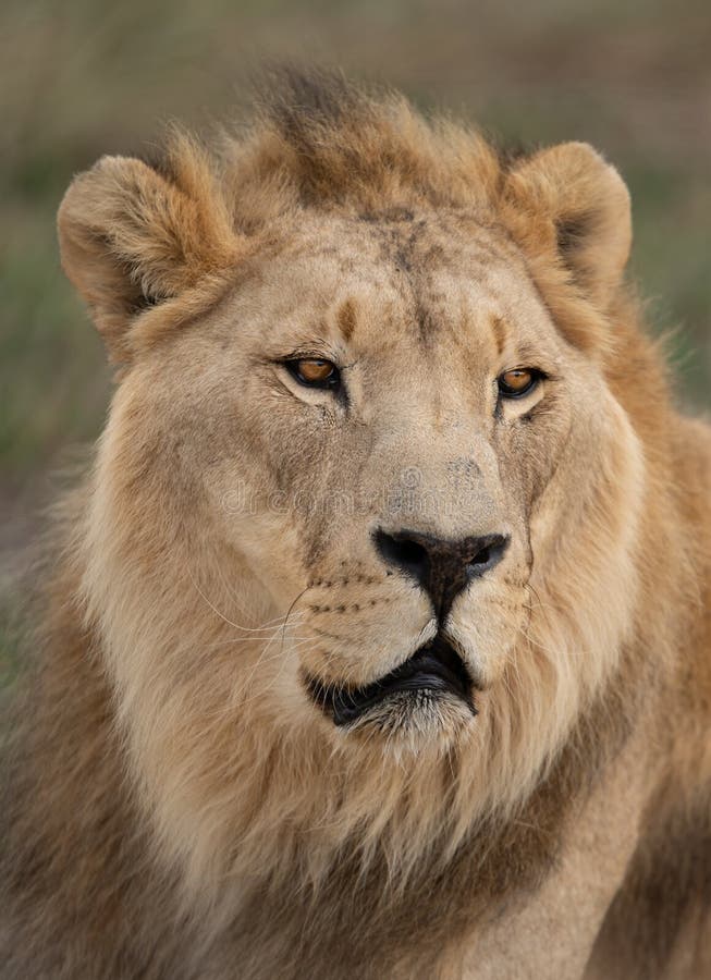 Close-up Profile of Majestic Male African Lion King of the Jungle - Mighty  Wild Animal of Africa in Nature Stock Image - Image of feline, mammal:  217657035