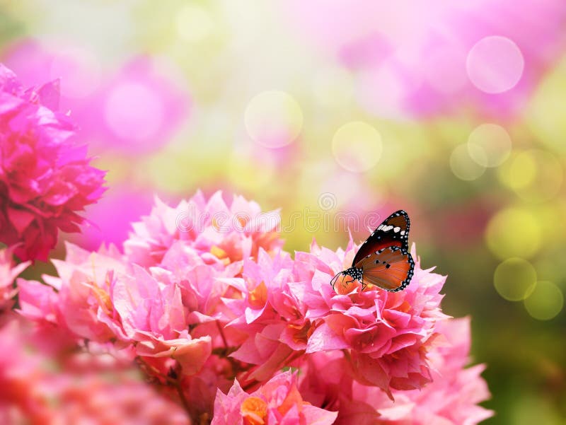 Majestic monarch butterfly on beautiful bougainvillea flower