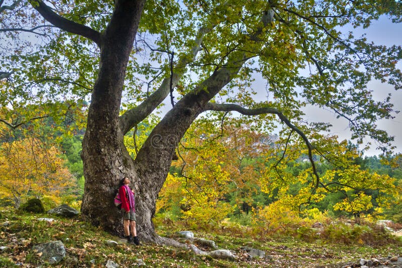 Young tourist woman looking with awe at the majectic big old tree on the island of Thassos, Greece. Young tourist woman looking with awe at the majectic big old tree on the island of Thassos, Greece