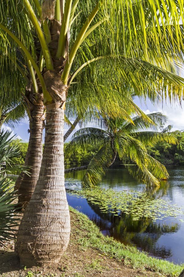 Majestic Palm Trees on Pond