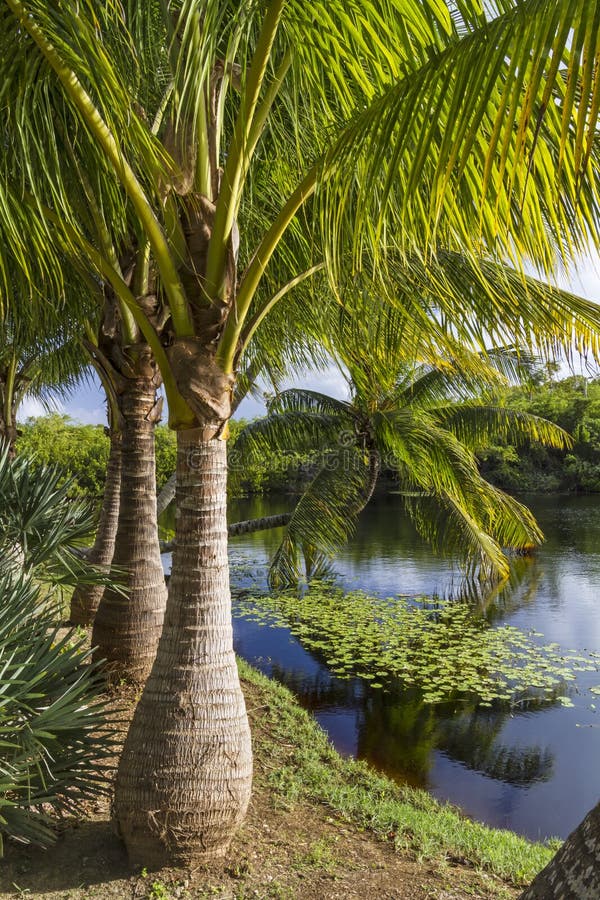 Majestic Palm Trees