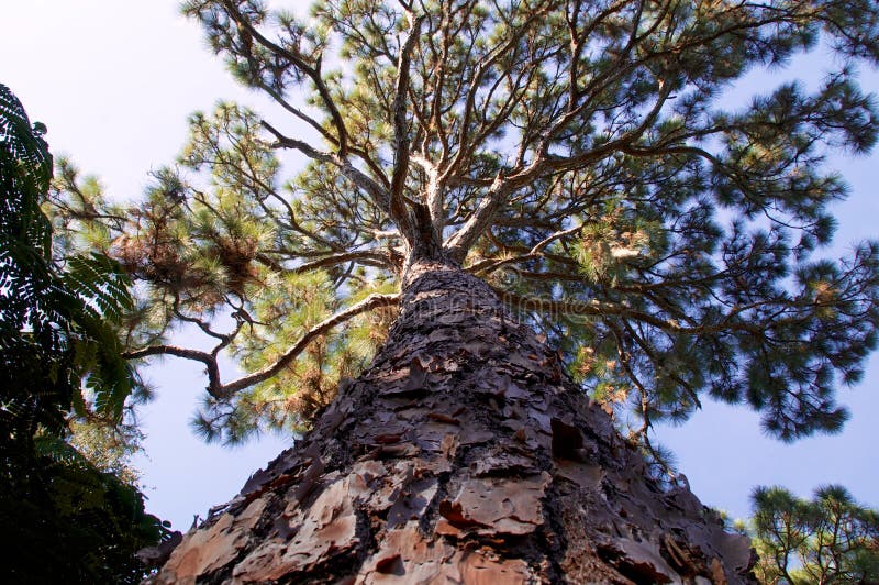 Majestic pine tree