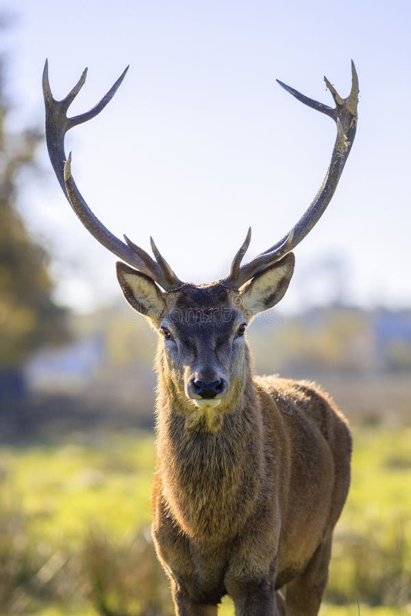 Majestic powerful adult red deer