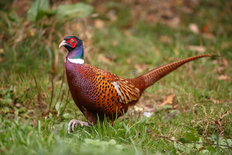 The common pheasant is a bird in the pheasant family. The genus name comes from Latin phasianus, `pheasant`. The species name colchicus is Latin for `of Colchis` a country on the Black Sea where pheasants became known to Europeans. The common pheasant is a bird in the pheasant family. The genus name comes from Latin phasianus, `pheasant`. The species name colchicus is Latin for `of Colchis` a country on the Black Sea where pheasants became known to Europeans.