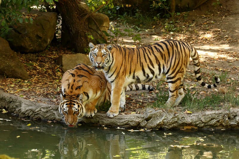 The majestic Siberian Tiger