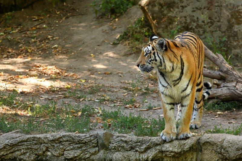 The Majestic Siberian Tiger Stock Image - Image of wild, ussuri: 120975475