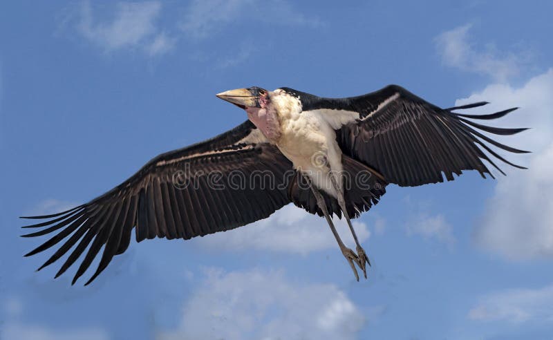 Harpy Eagle Flying Stock Photos - Free & Royalty-Free Stock Photos from  Dreamstime