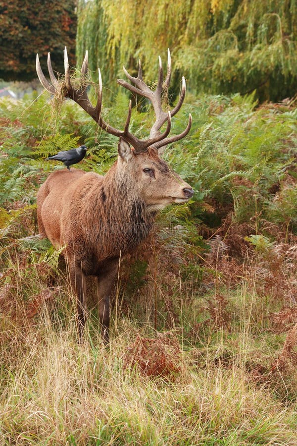 Majestic Stag Wild Red Deer