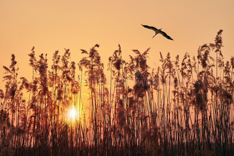 A majestic stork soars through the air above a field of tall pampas grass at sunset, its silhouette illuminated by the warm glow of the setting sun