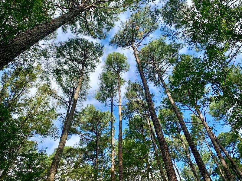 Majestic Tall Trees Reaching Towards a Clear Blue Sky stock photo