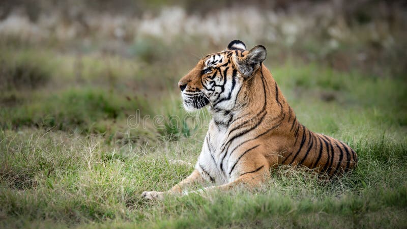 Majestic Tiger of the Jungle - Mighty Wild Animal in Nature, Roaming ...