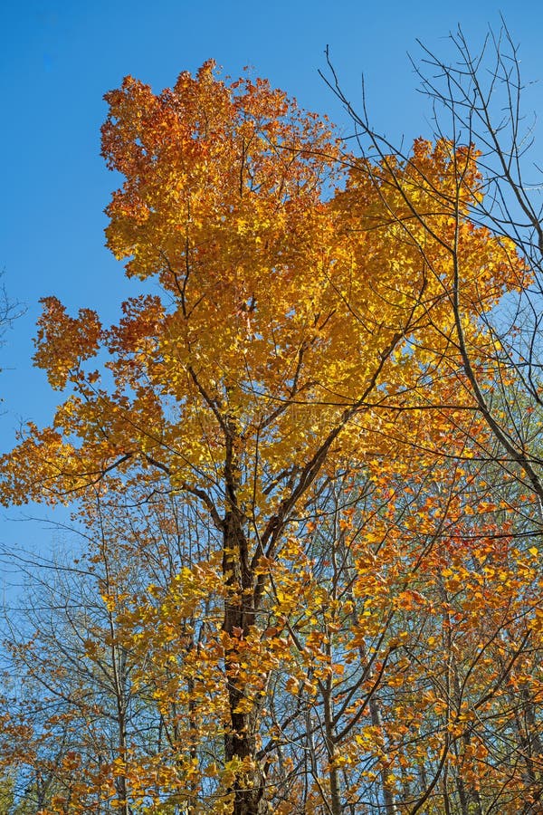 Majestic Tree with the Crown of Gold obraz royalty free