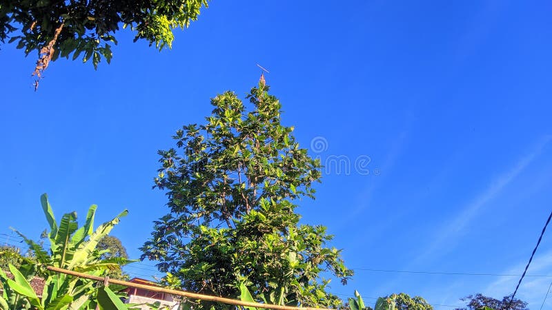 Majestic Tree Reaching for the Sky obrazy royalty free