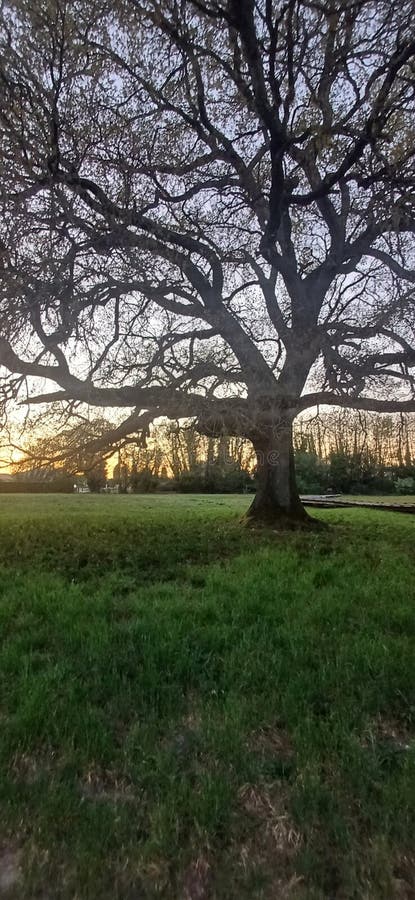 Majestic Tree Silhouette przy zachodzie słońca na zielonym polu zdjęcie stock