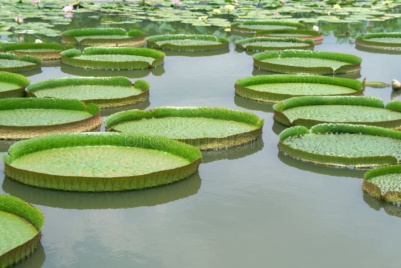 Majestic water lily pads stock photo Majestic water lily pads stock photo