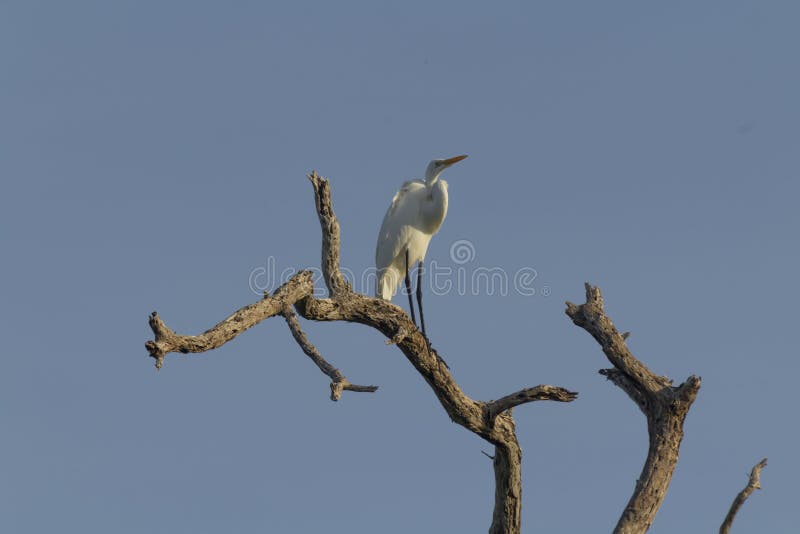 Great Egret, Aka the Common Egret, Large Egret, or Great White Heron ...