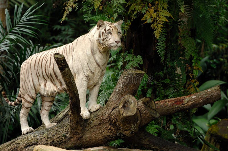 Majestic White Tiger