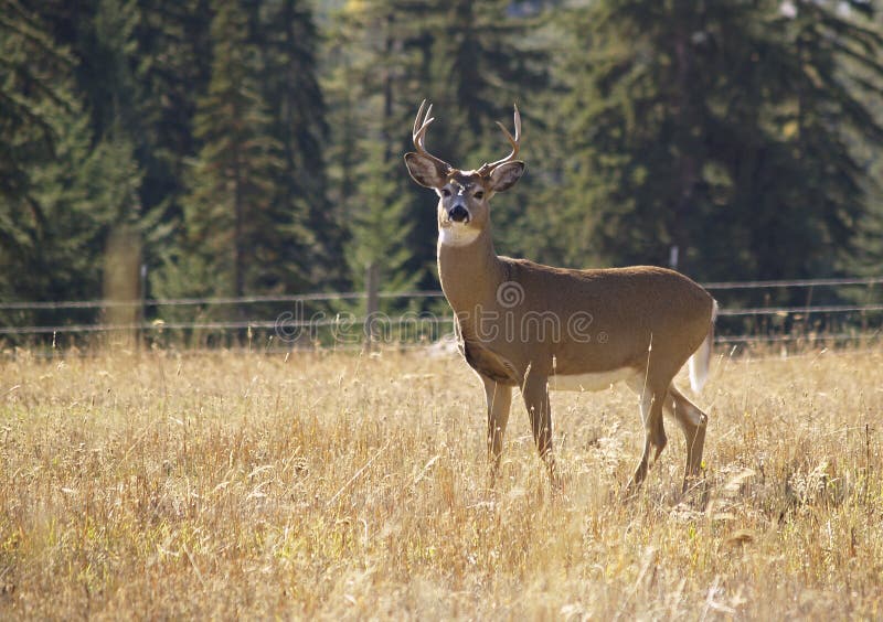 A Majestic Whitetail Buck