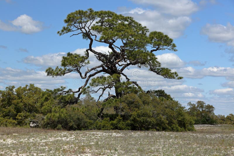 Majestic windswept pine tree on grassy beach sand stock image
