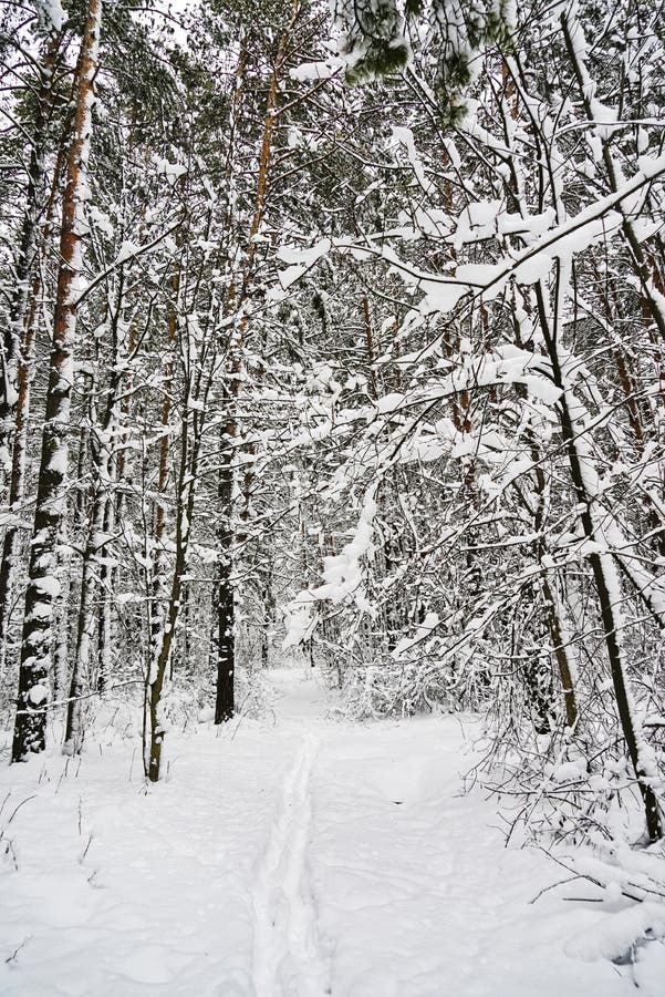 Majestic winter landscape glowing by sunlight in the morning. Dramatic wintry scene. Location Carpathian, Ukraine stock image Majestic winter landscape glowing by sunlight in the morning. Dramatic wintry scene. Location Carpathian, Ukraine stock image