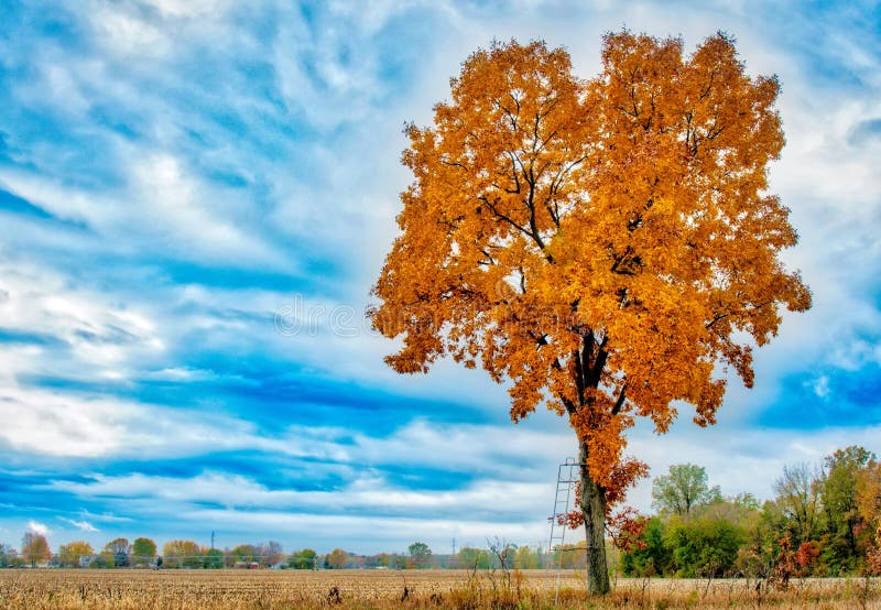 Majestic Yellow and Orange Fall Time Hickory Tree