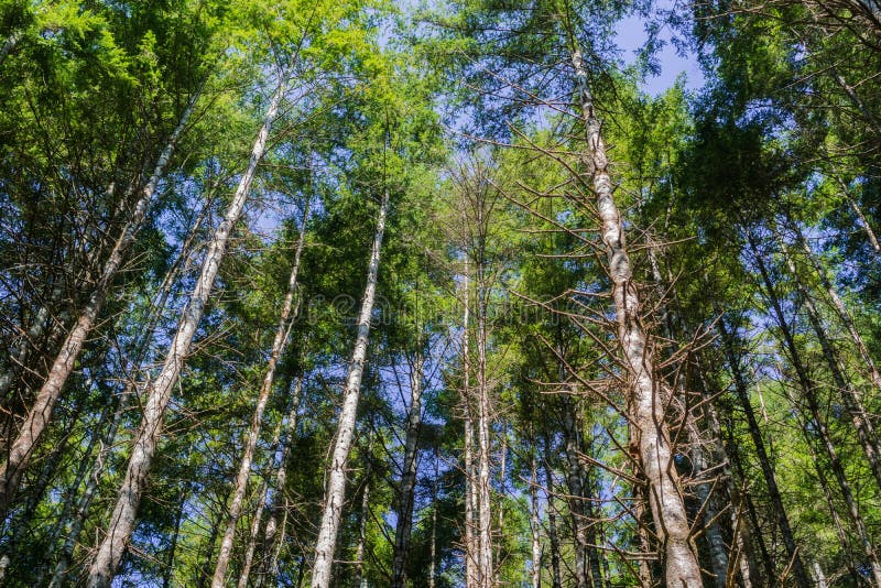 Majestic evergreen trees forest in the morning light, South slough estuarine research reserve, Coos Bay, Oregon. Majestic evergreen trees forest in the morning light, South slough estuarine research reserve, Coos Bay, Oregon