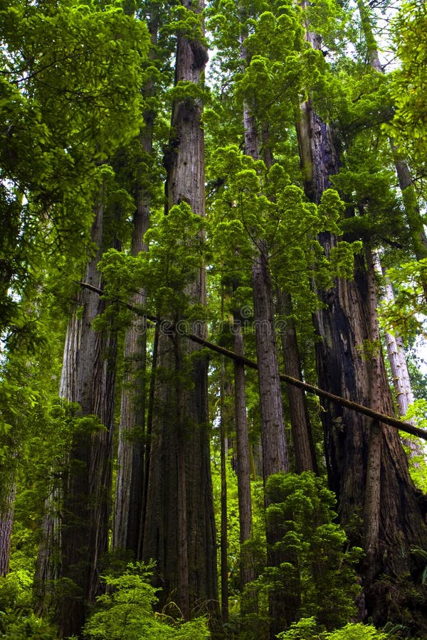 Sunlight highlighting the leaves of redwood trees. Sunlight highlighting the leaves of redwood trees