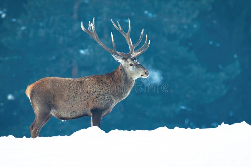 Majestic red deer, cervus elaphus, standing on meadow in winter fog. Brown stag with massive antlers looking on white field in vapor. Wild big mammal observing on snowy pasture. Majestic red deer, cervus elaphus, standing on meadow in winter fog. Brown stag with massive antlers looking on white field in vapor. Wild big mammal observing on snowy pasture.