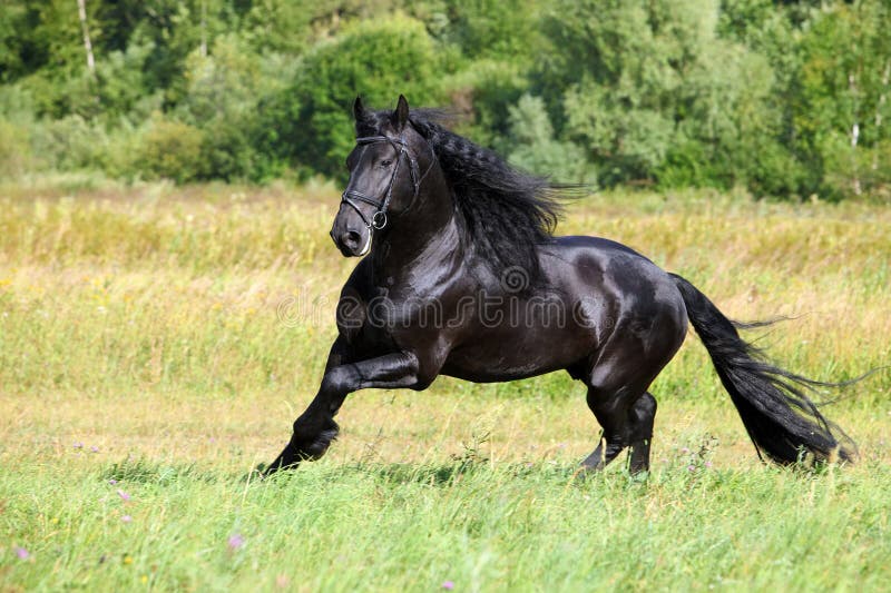 Majestätische Rappe, die über das Feld galoppiert lizenzfreie stockfotografie Majestätische Rappe, die über das Feld galoppiert lizenzfreie stockfotografie