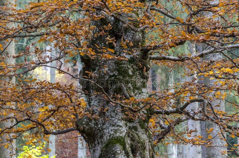 Majestätischer enormer Buchenbaum im Herbst stockfotografie Majestätischer enormer Buchenbaum im Herbst stockfotografie