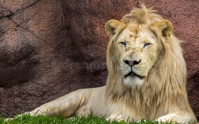 Majestätischer Löwe stockfotografie Majestätischer Löwe stockfotografie