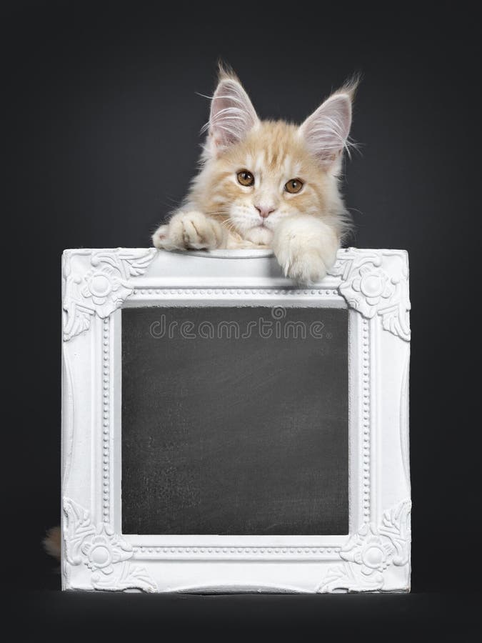 Majestätisk röd kattunge för silverMaine Coon katt på svart fotografering för bildbyråer Majestätisk röd kattunge för silverMaine Coon katt på svart fotografering för bildbyråer