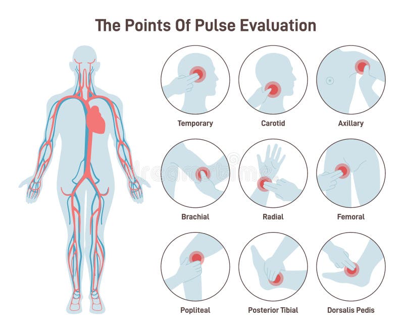 The Major Arteries and Pulse Points on Human Body. Heartbeat Evaluation ... Biology Diagrams