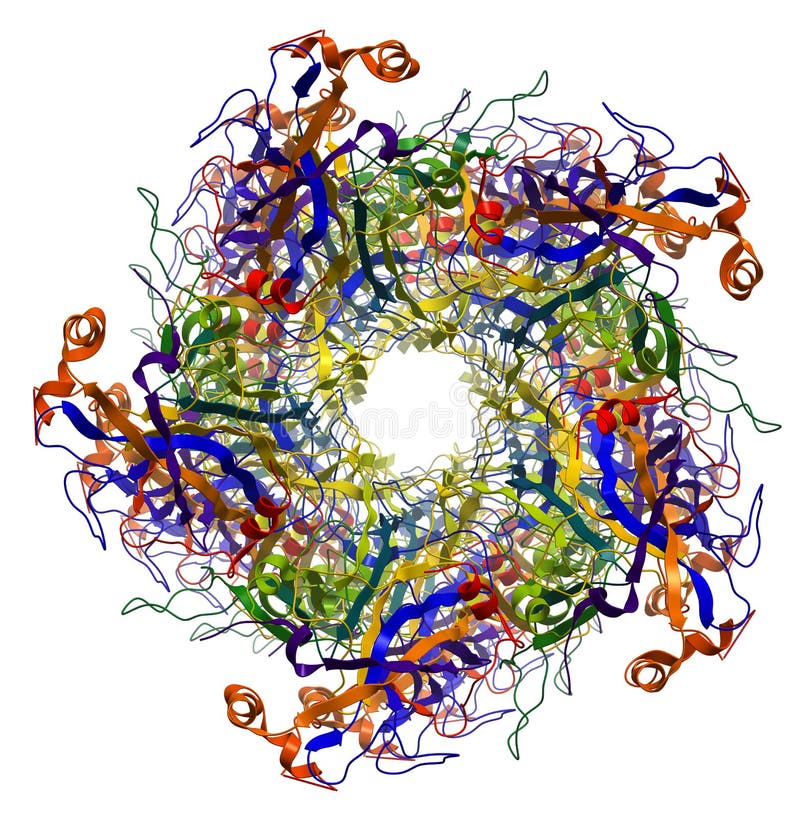 Major Capsid Protein of Human Papilloma Virus royalty free illustration Major Capsid Protein of Human Papilloma Virus royalty free illustration